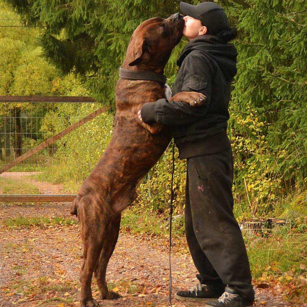 Savanna Boerboele Chelentano
