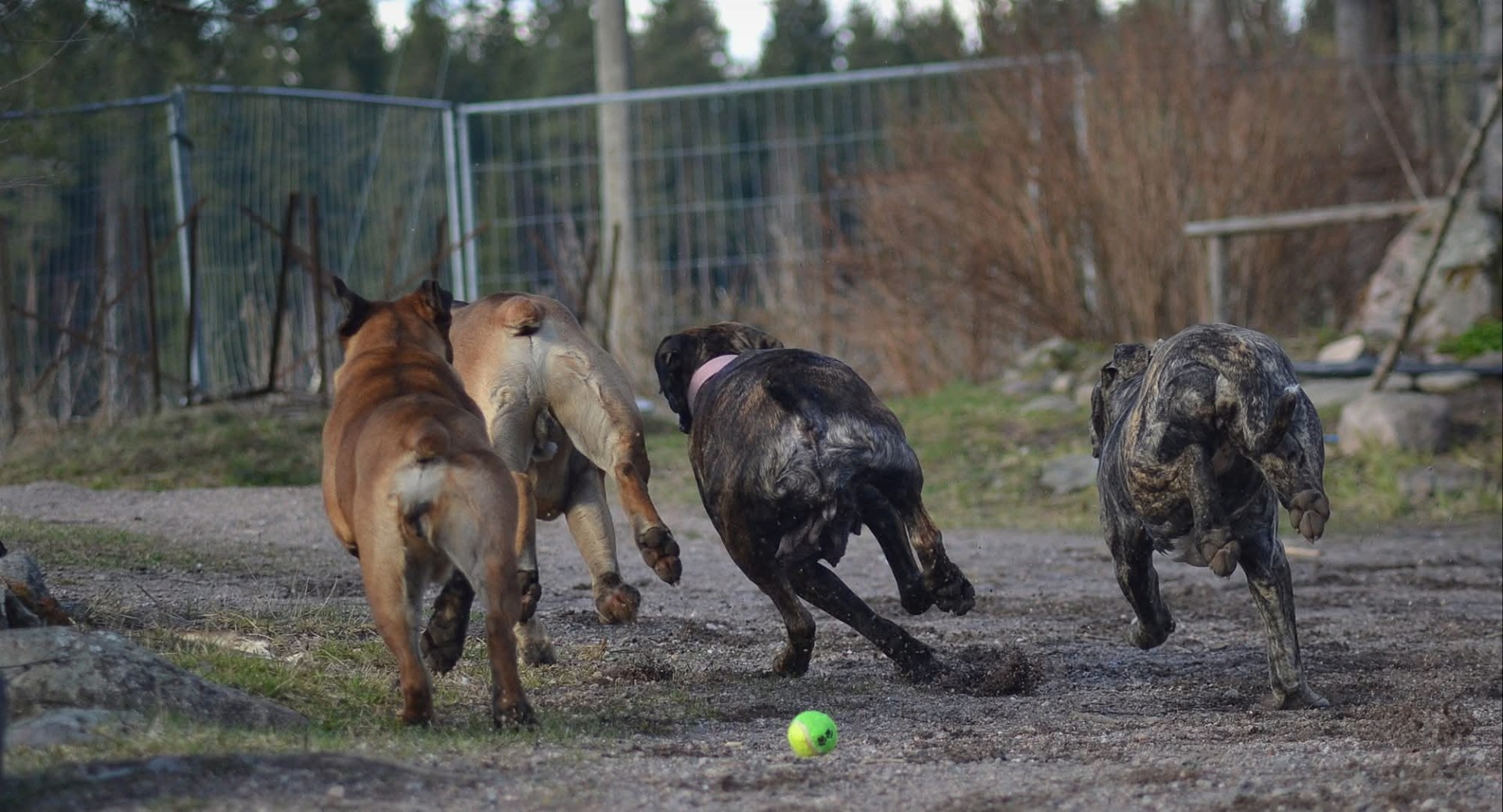 Boerboelit juoksemassa portille.