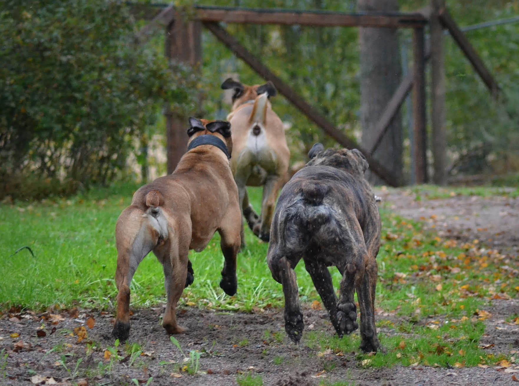 Boerboelit vahtimassa tonttia.