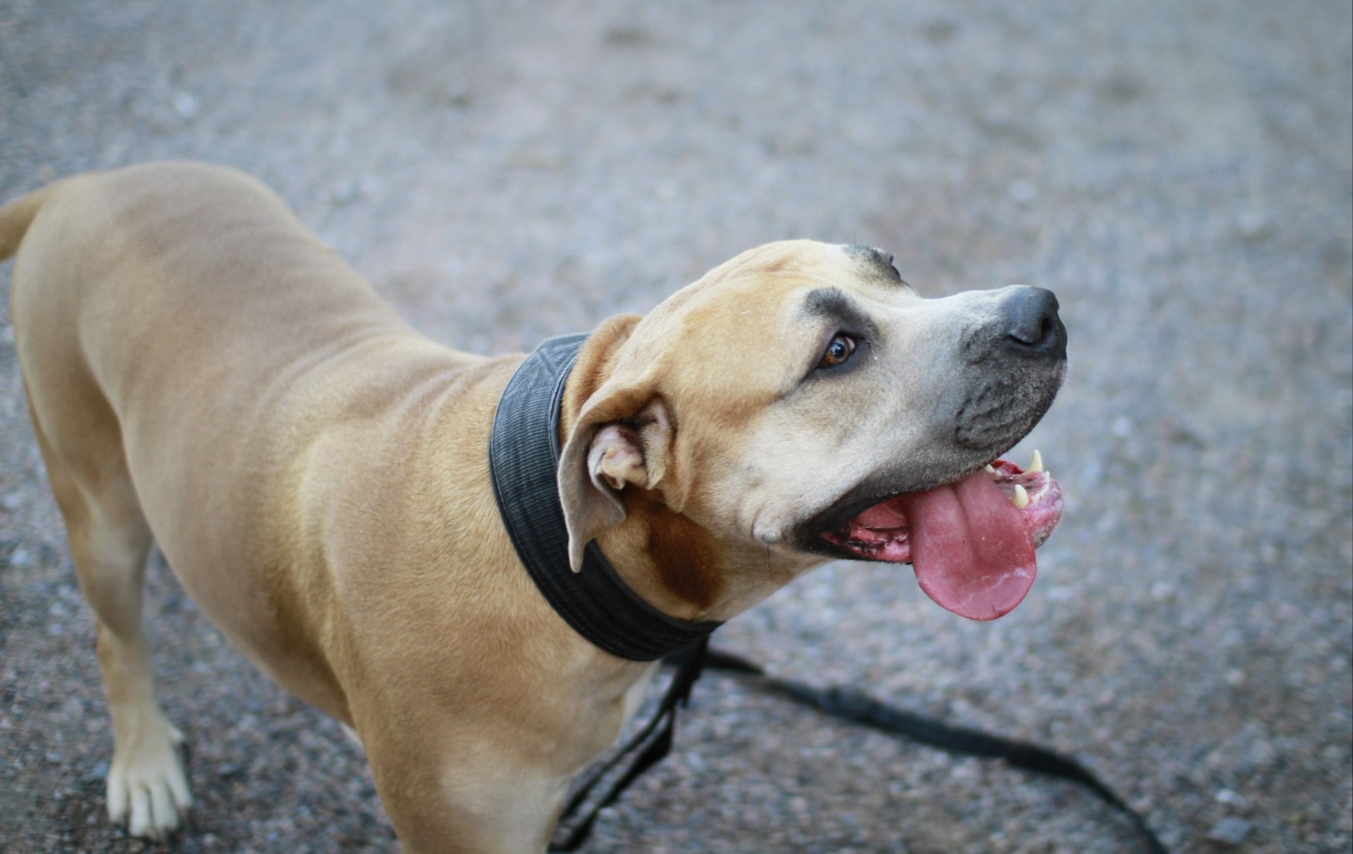 Diluutio fawn boerboel Tuebor Mzuri