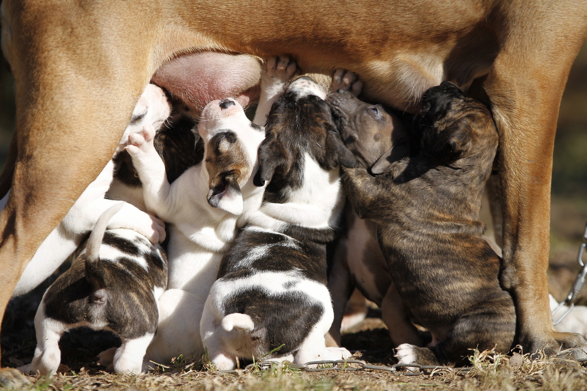 Piebald, dilute fawn and brindle pups from Tuebor J-litter
