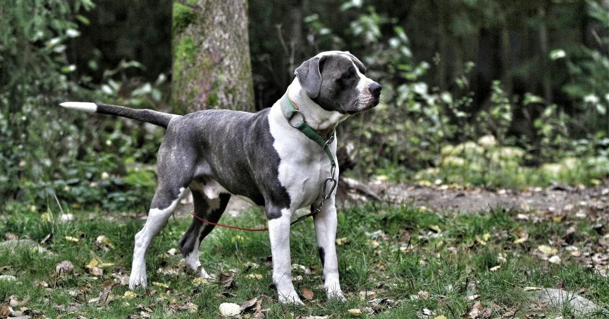 Diluutio irish brindle boerboel Tuebor Quon